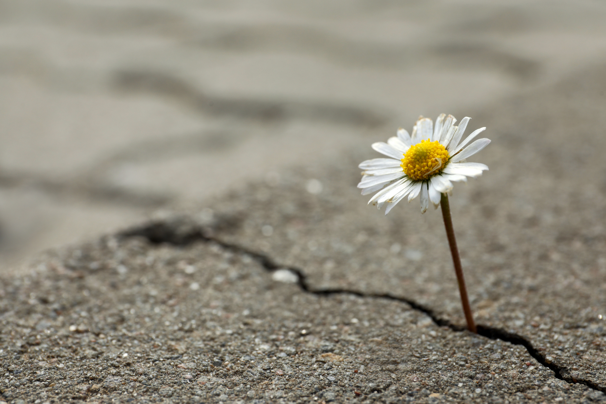Beautiful flower growing out of crack in asphalt, space for text. Hope concept